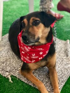 feira adoção 2020-4