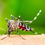 Florianópolis promove Dia de Combate à Dengue em Canasvieiras