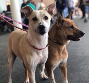 Feira de adoção pet