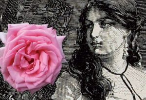 rosa
