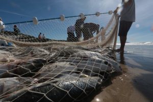 pesca_de_arrasto