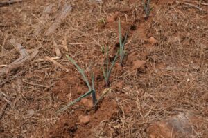 secretaria_da_agricultura_e_epagri_apresentam