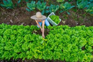 agricultu