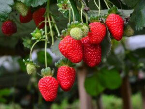 morango