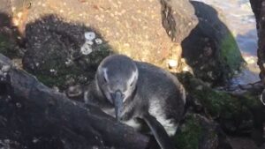 pinguin