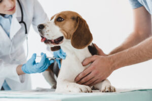 cão