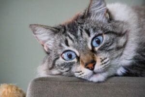 gatos