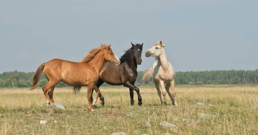 cavalo