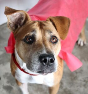 cão