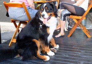 Pet Day