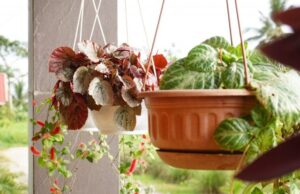 plantas