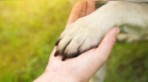 animais