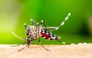 dengue