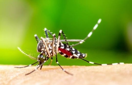 dengue