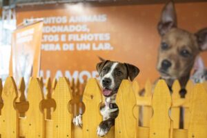 feira adoção