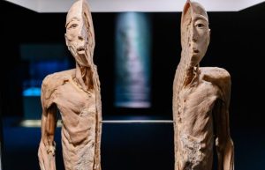 Corpo Humano