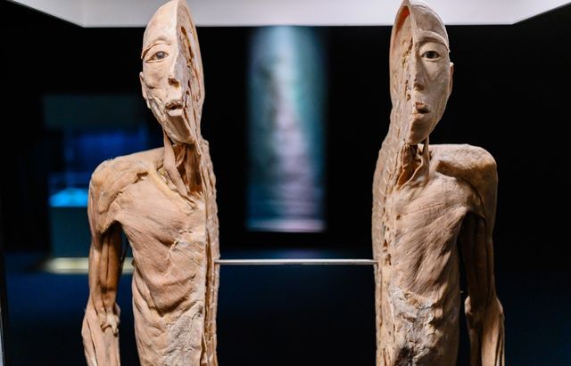 Corpo Humano