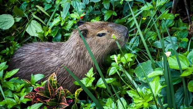 capivara
