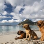 Florianópolis libera presença de cães nas praias em horários específicos